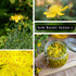 Packet (1) Sow Right Seeds - St Johns Wort Seeds for Planting - Non-GMO Heirloom with Instructions to Plant & Grow an