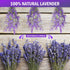Timoo Dried Lavender Bundles, 100 Natural Flowers for Home Decoration, Photo Props, 2 Bundles Pack