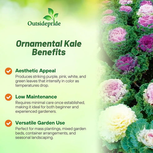 1000 Outsidepride Ornamental Kale Seeds - Pcs. Annual, Easy to Grow & Cold Hardy, Flower Seeds for Planting Edible