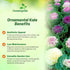 1000 Outsidepride Ornamental Kale Seeds - Pcs. Annual, Easy to Grow & Cold Hardy, Flower Seeds for Planting Edible