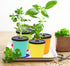 8 24 Kratky Method Hydroponic Planter Kit, Hydroponic Planter Plus Growing Sponges for Herbs, Hydroponic Mini Buckets