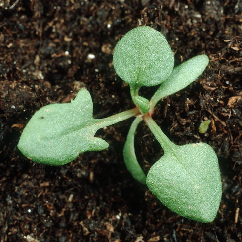 (2 Packs) Seed Needs Large Leaf Sorrel Seeds for Planting - Heirloom Non-GMO & Untreated Medicinal or Culinary Herb