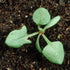 (2 Packs) Seed Needs Large Leaf Sorrel Seeds for Planting - Heirloom Non-GMO & Untreated Medicinal or Culinary Herb