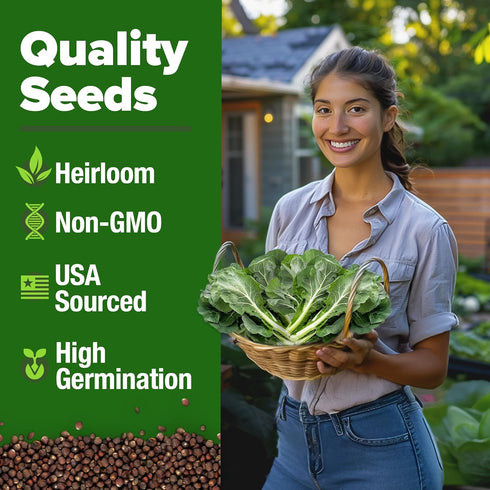 600+ HOME GROWN Vates Collard Green Seeds Heirloom Non-GMO Seeds for Planting, High Germination, Bolt Resistant Dark