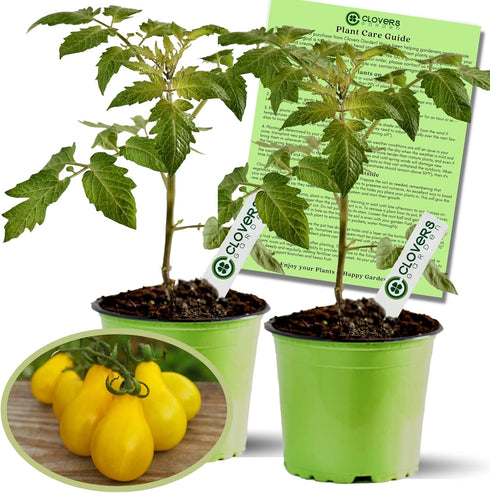 Clovers Yellow Pear Tomato Plants Two (2) Live Plants Non-GMO - Not