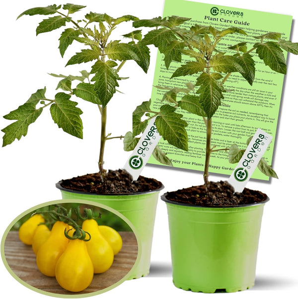Clovers Yellow Pear Tomato Plants Two (2) Live Plants Non-GMO - Not