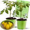 Clovers Yellow Pear Tomato Plants Two (2) Live Plants Non-GMO - Not