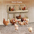 Chewoof 3 Pack Chicken Nesting Box, Wooden Single Compartment Chicken Nesting Box for Outdoor Coop, Comfortable Laying