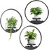 Round Picture Frame Wall Plant Holder Black Wall Hanging Planters Metal Window