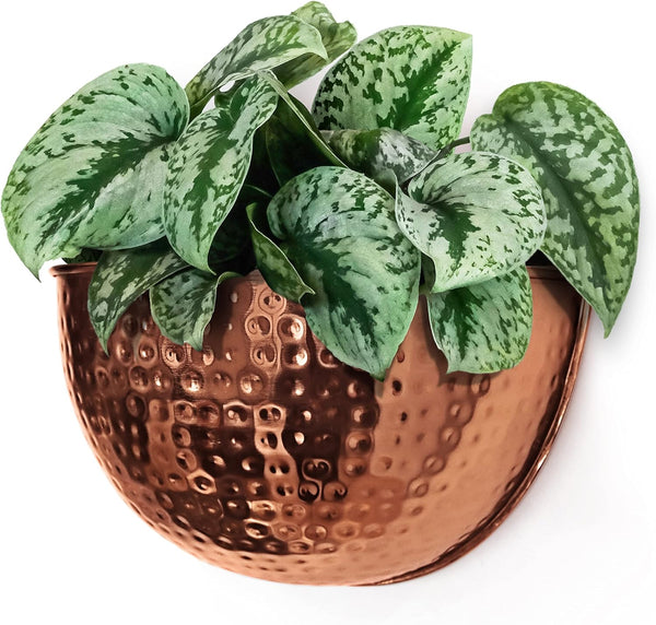 Allegorie Metal Wall Planter | Indoor or Outdoor Hanging Plant Pot |