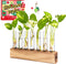 KAXYEW Plant Terrarium with Wooden Stand, Plant Propagation Tubes, 7 Test Tubes
