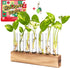 KAXYEW Plant Terrarium with Wooden Stand, Plant Propagation Tubes, 7 Test Tubes
