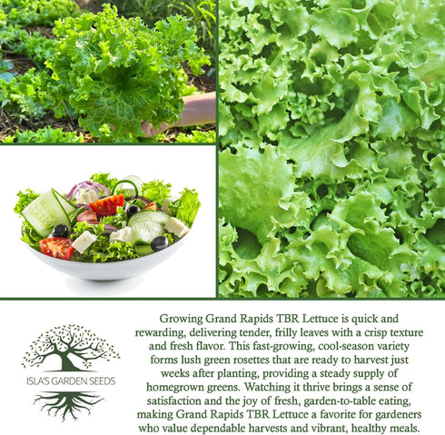 1000+ Grand Rapids TBR Lettuce Seeds (Lactuca Sativa) Non-GMO & Heirloom Seeds by Isla's Garden Seeds, Fast-Growing