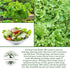 1000+ Grand Rapids TBR Lettuce Seeds (Lactuca Sativa) Non-GMO & Heirloom Seeds by Isla's Garden Seeds, Fast-Growing