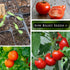 Packet (1) Sow Right Seeds - Rutgers Tomato Seeds for Planting - Non-GMO Heirloom with Instructions to Plant and Grow