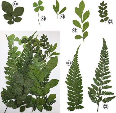 Cinvo 63 Pcs Real Dried Pressed Leaves - Natural Dried Leaf for Candle Resin Jewelry Crafts Making