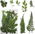Cinvo 63 Pcs Real Dried Pressed Leaves - Natural Dried Leaf for Candle Resin Jewelry Crafts Making