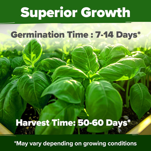 Pack 1,750+ HOME GROWN Non GMO Genovese Basil Seeds High Germination Heirloom Seeds (Ocimum basilicum) Herb Seeds