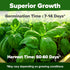 Pack 1,750+ HOME GROWN Non GMO Genovese Basil Seeds High Germination Heirloom Seeds (Ocimum basilicum) Herb Seeds
