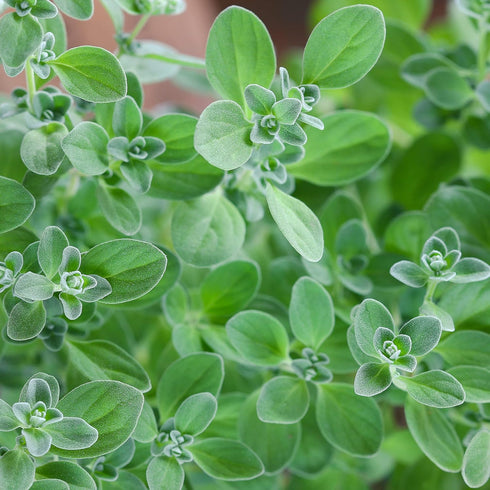 500 2000 Packet 1 TKE Farms & Gardens - Marjoram Seeds for Planting, Mg, Heirloom Seeds, Non-GMO, Includes Instructions