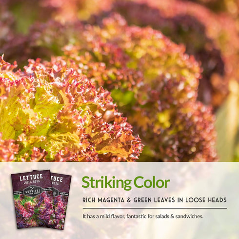 (1 Pack) Lolla Rossa Lettuce Seeds for Planting - Red Leaf Lettuce Seeds for Garden Growing, Heat Tolerant