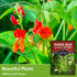 2 Packets Survival Garden Seeds Scarlet Emperor Runner Bean Seeds for Planting - with Instructions to Plant & Grow Red
