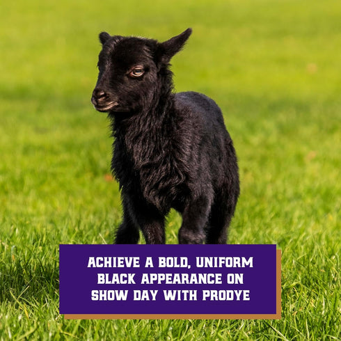 5 Weaver Livestock ProDye Deep Black Hair Dye for Show Cattle & Sheep, Uniform Coverage, Gentle Formula, Bottle Animal