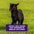 5 Weaver Livestock ProDye Deep Black Hair Dye for Show Cattle & Sheep, Uniform Coverage, Gentle Formula, Bottle Animal