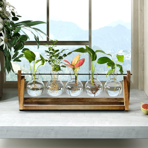 (5 Bulb CFMOUR Plant Terrarium with Wooden Stand, Desktop Propagation Stations Glass Air Planter Metal Swivel Holder