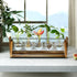 (5 Bulb CFMOUR Plant Terrarium with Wooden Stand, Desktop Propagation Stations Glass Air Planter Metal Swivel Holder