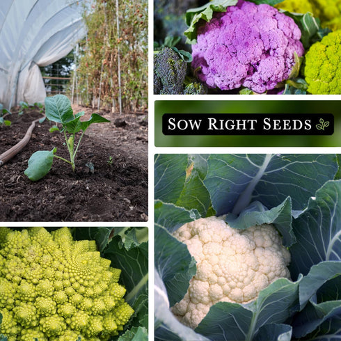 Sow Right Seeds - Cauliflower Collection Seeds for Planting - Includes Non-GMO Heirloom Colorful Cauliflower