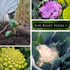Sow Right Seeds - Cauliflower Collection Seeds for Planting - Includes Non-GMO Heirloom Colorful Cauliflower