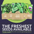 Pack 10 Packs 2026 Organic Herb Seeds Variety - Individual - Season - Basil, Cilantro, Dill, Thyme, Parsley and More!