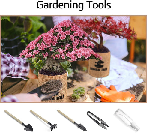 5 Indoor Bonsai Garden Starter Kit, Seeds Growing into Red Maple, Wisteria, Black Pine, Judas Tree, Acacia, Including