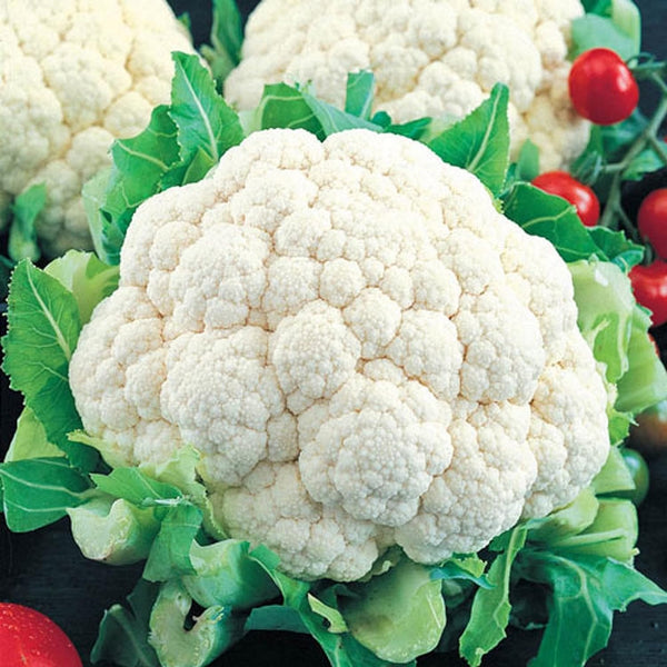 Axel's Garden Seeds Snowball Cauliflower Seeds for Planting - Non-GMO Heirloom Packet with Instructions to