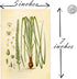 Ink Inc. Botanical Prints Wall Art - Medicinal Plants and Herbs - Set of 9 5x7 Inches - Unframed