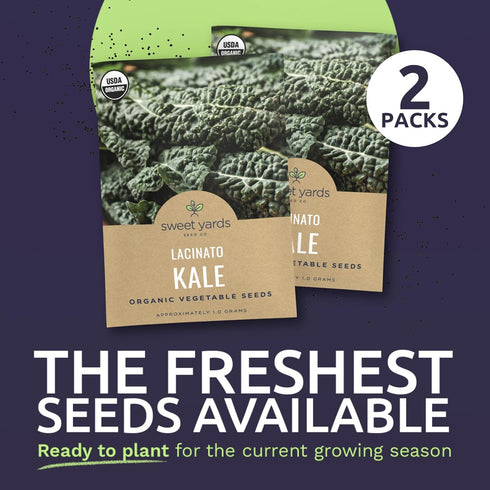 2 Packets! 500 Organic Lacinato Kale Seeds - Seed - Over Open Pollinated Heirloom Non-GMO USDA Organic Seeds