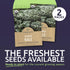 2 Packets! 500 Organic Lacinato Kale Seeds - Seed - Over Open Pollinated Heirloom Non-GMO USDA Organic Seeds