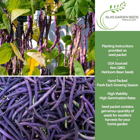 50+ Royal Burgundy Bush Bean Seeds (Phaseolus vulgaris) Non-GMO Heirloom Seeds, Deep Purple Snap Beans for Planting