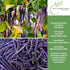 50+ Royal Burgundy Bush Bean Seeds (Phaseolus vulgaris) Non-GMO Heirloom Seeds, Deep Purple Snap Beans for Planting