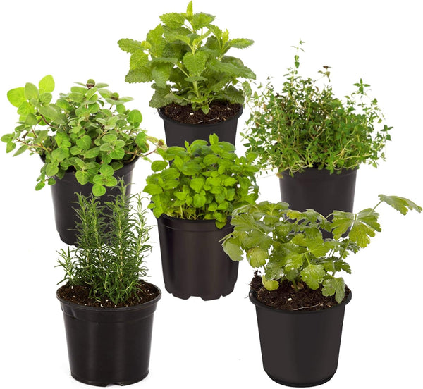 Live Aromatic and Edible Herb Assortment (Rosemary, Eucalyptus, Mint, Lemon Balm, Other
