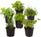 Live Aromatic and Edible Herb Assortment (Rosemary, Eucalyptus, Mint, Lemon Balm, Other