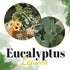 TOPHOUSE 6pcs Artificial Eucalyptus Leaves Stems Bulk - 24.8” Silver Dollar Eucalyptus Artificial Greenery Silk Plant