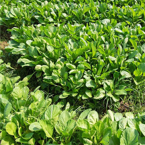 4000+ Florida Broadleaf Mustard Seeds for Planting Vegetable Seeds for Green Leaf Non-GMO Heirloom Garden Seed Small