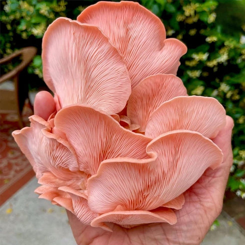 (4 lbs) North Spore Organic Pink Oyster Mushroom Spray & Grow Kit | USDA-Certified Organic, Non-GMO, Beginner-Friendly