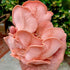 (4 lbs) North Spore Organic Pink Oyster Mushroom Spray & Grow Kit | USDA-Certified Organic, Non-GMO, Beginner-Friendly