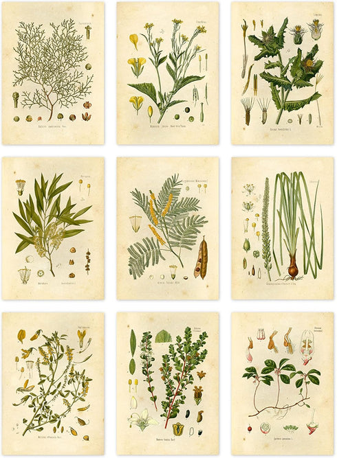 Ink Inc. Botanical Prints Wall Art, Medicinal Plants and Herbs, Set of 9, 5x7 Inches, Unframed