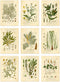 Ink Inc. Botanical Prints Wall Art, Medicinal Plants and Herbs, Set of 9, 5x7 Inches, Unframed