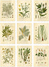 Ink Inc. Botanical Prints Wall Art, Medicinal Plants and Herbs, Set of 9, 5x7 Inches, Unframed