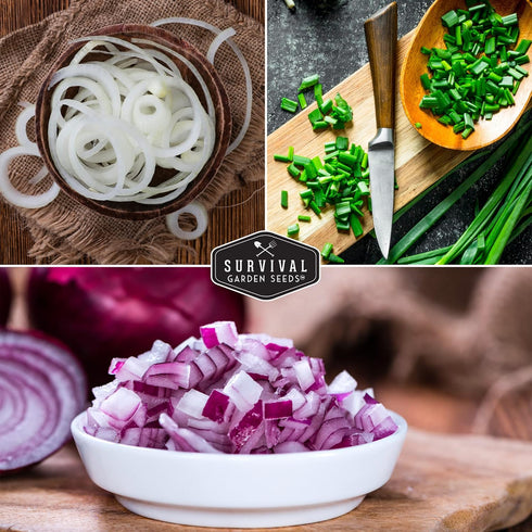3 Short Day Onion Seeds Variety Collection Red Burgundy, White Grano & Tokyo Long White Bunching Onion Seed
